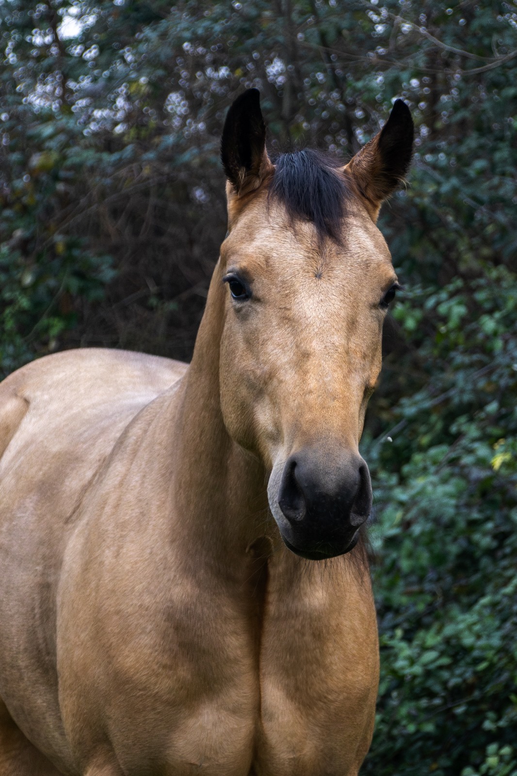 A0873682 7932 4824 9ceb 757a0188cf82